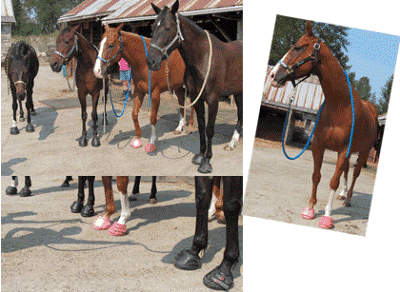 Cavallo