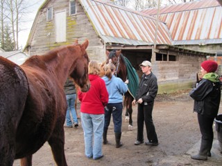 Wings Equine & Canine Massage