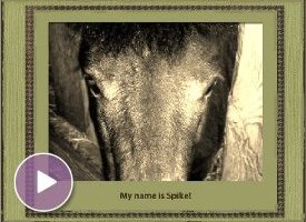 Click to play this Smilebox scrapbook