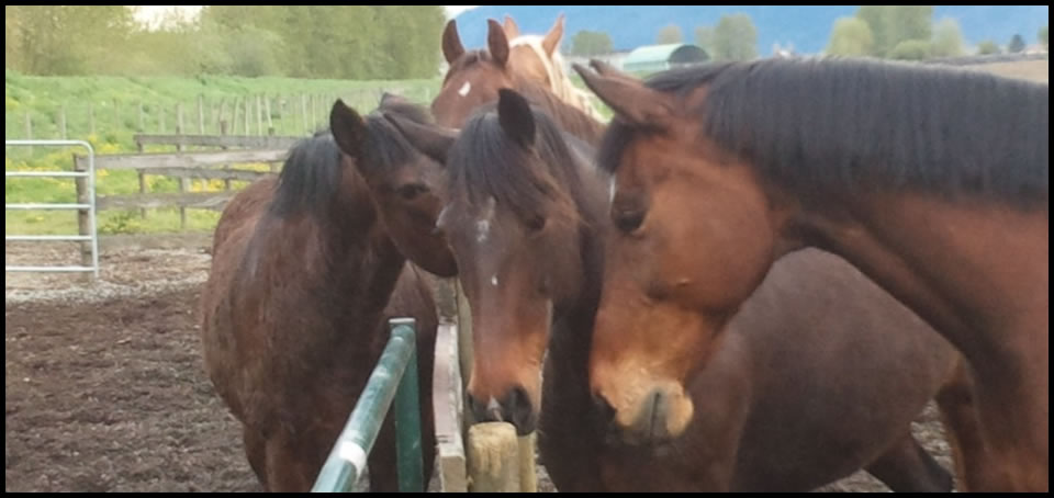 the horses really make all the decisions while we're away