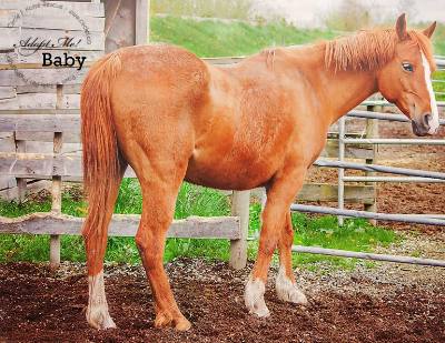 Horse of the Month