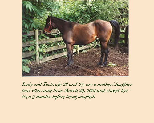Lady