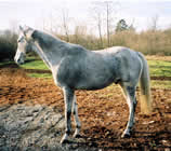 Greyson