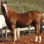 Skeeter